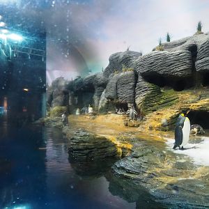 King penguin, Macaroni penguin and Subantarctic gentoo penguin exhibit, 2020-06-28