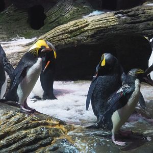 Three penguin species in one image, 2020-06-28
