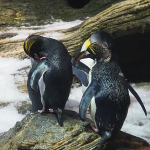 Macaroni penguin (Eudyptes chrysolophus), 2020-06-28