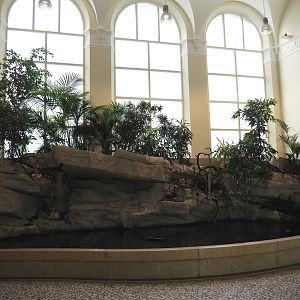 Koi pond in the entrance hall of the aquarium, 2020-06-28