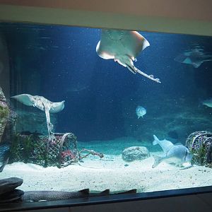 Part of the North Sea tank, 2020-06-28