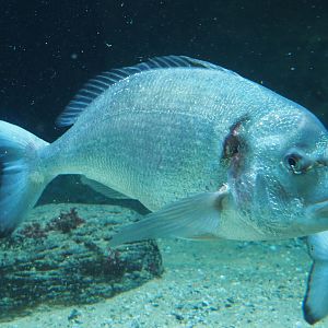 Gilthead seabream (Sparus aurata), 2020-06-28