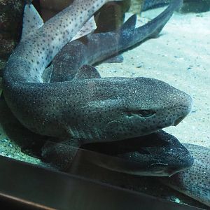 Large-spotted dogfish (Scyliorhinus stellaris), 2020-06-28