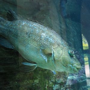 Ballan wrasse (Labrus bergylta), 2020-06-28