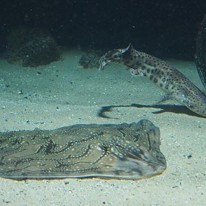 Undulate ray (Raja undulata) and Large-spotted dogfish (Scyliorhinus stellaris), 2020-06-28