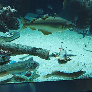 Inhabitants of the second North Sea tank, 2020-06-28