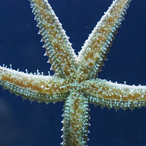 Spiny starfish (Marthasterias glacialis), 2020-06-28