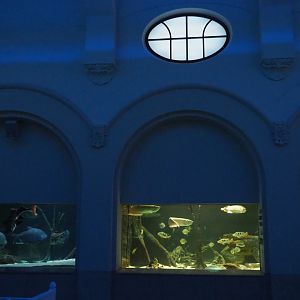 South American tanks, 2020-06-28