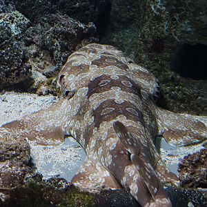 Spotted wobbegong (Orectolobus maculatus), 2020-06-28