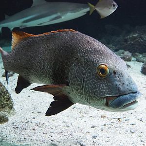 Giant sweetlips (Plectorhinchus albovittatus), 2020-06-28