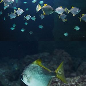 Silver moonies (Monodactylus argenteus), 2020-06-28