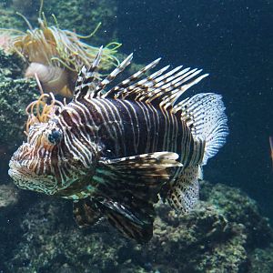 Red lionfish (Pterois volitans), 2020-06-28