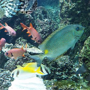 Orange-spotted Spinefoot (Siganus guttatus), Pinecone soldierfish (Myripristis murdjan) and Barhead spinefoot (Siganus virgatus), 2020-06-28