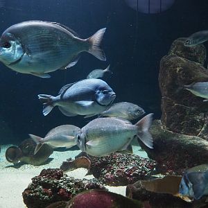 Seabreams in the Mediterranean tank, 2020-06-28