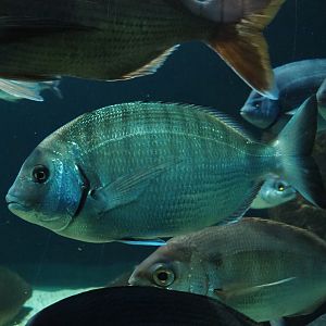 White seabream Diplodus sargus, 2020-06-28