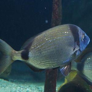 Common two-banded seabream Diplodus vulgaris, 2020-06-28