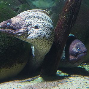 Mediterranean morays (Muraena helena), 2020-06-28