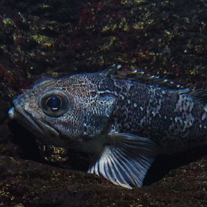 Bluemouth (Helicolenus dactylopterus), 2020-06-28