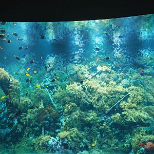 Living reef tank, 2020-06-28