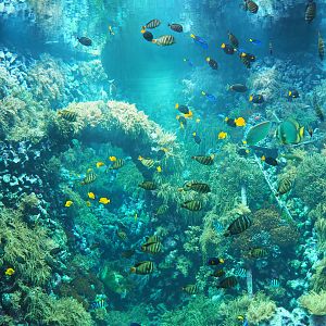 Living reef tank, 2020-06-28