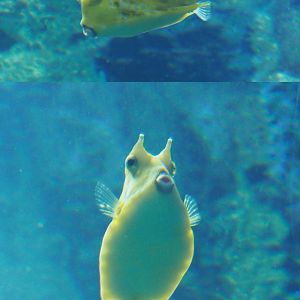 Longhorn boxfish (Lactoria cornuta), 2020-06-28