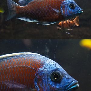 Copadichromis borleyi 'Kadango', 2020-06-28