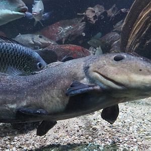 Giraffe catfish (Auchenoglanis occidentalis), 2020-06-28
