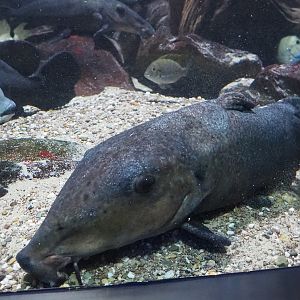 Giraffe catfish (Auchenoglanis occidentalis), 2020-06-28