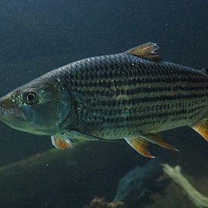 Common African tigerfish (Hydrocynus vittatus), 2020-06-28