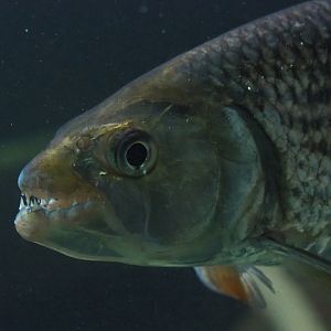 Common African tigerfish (Hydrocynus vittatus), 2020-06-28