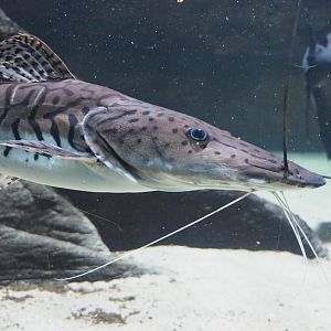 Tiger sorubim catfish (Pseudoplatystoma tigrinum), 2020-06-28