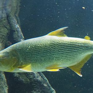 Golden Dorado (Salminus brasiliensis), 2020-06-28