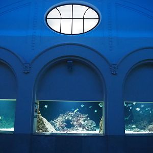 Tropical tank with Elasmobranchs and other fish, 2020-06-28