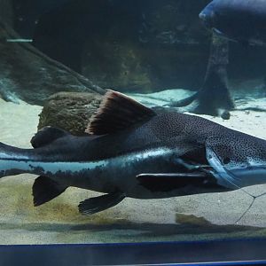 Redtail catfish (Phractocephalus hemioliopterus), 2020-06-28