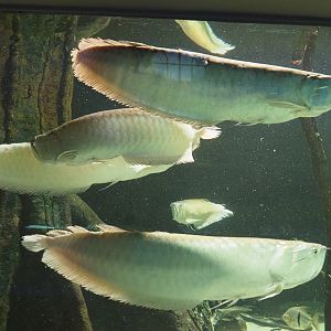 Silver Arowana (Osteoglossum bicirrhosum), 2020-06-28