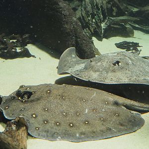 Ocellate river stingrays (Potamotrygon motoro), 2020-06-28