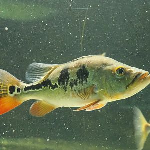 Peacock bass (Cichla monoculus), 2020-06-28