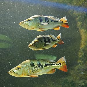 Peacock basses (Cichla monoculus), 2020-06-28