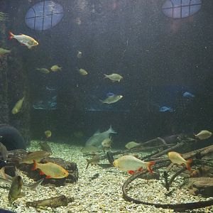 Belgian canal tank, 2020-06-28