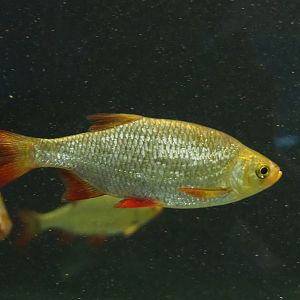 Rudd (Scardinius erythrophthalmus), 2020-06-28