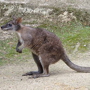 Parma wallaby (Macropus parma), 2020-06-28
