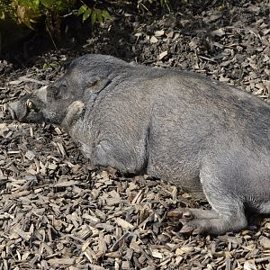 Visayan warty pig sleeping