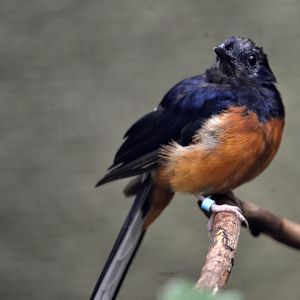 White rumped shama