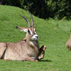 Roan antelope