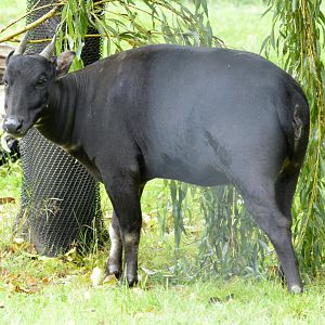Lowland anoa