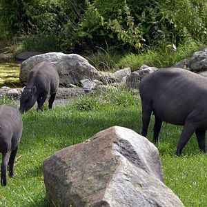 Northern babirusa family