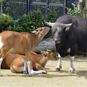 Javan Banteng family