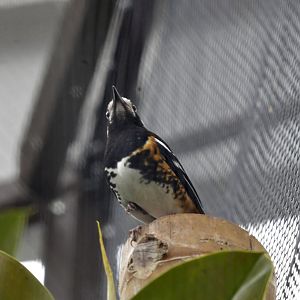 Chestnut backed thrush