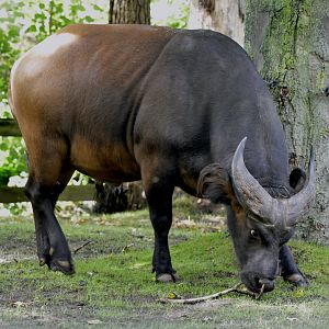 Congo buffalo bull
