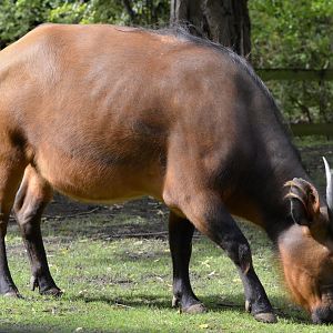 Congo buffalo cow